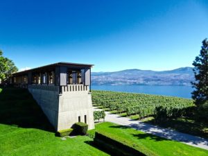 A vineyard for the private wine tours in kelowna with Beach Bum Tours
