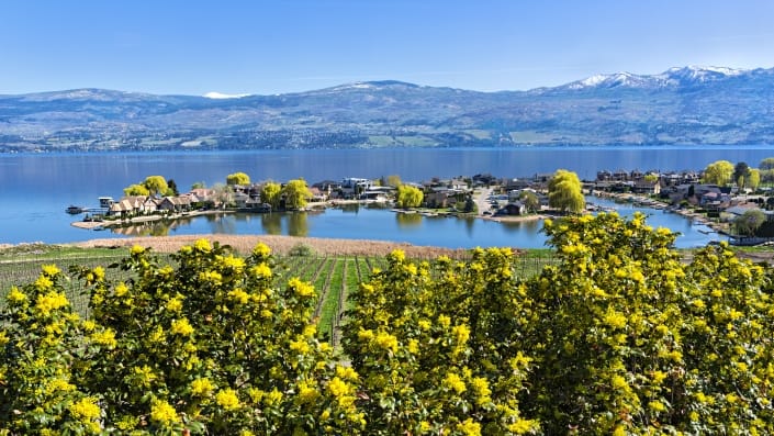 A West Kelowna winery vineyard overlooking Okanagan Lake