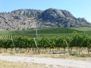 A vineyard in the Okanagan Valley