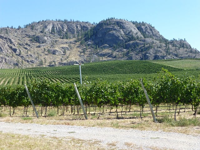 A vineyard in the Okanagan Valley