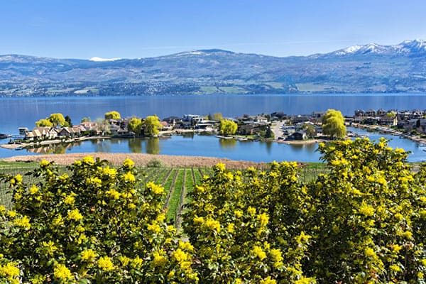 A winery vineyard in West Kelowna overlooking Okanagan Lake